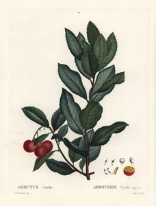 草莓树，杨梅unedo。 来自 Henri Louis Duhamel du Monceau