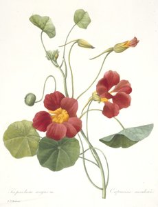 Tropaeolum majus（Garden Nasturtium），1827 作者 皮埃尔·约瑟夫·雷杜特