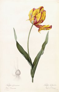 郁金香Gesneriana-郁金香花园 作者 皮埃尔·约瑟夫·雷杜特