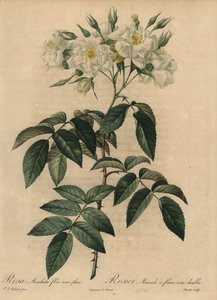白麝香玫瑰，Rosa moschata 作者 皮埃尔·约瑟夫·雷杜特