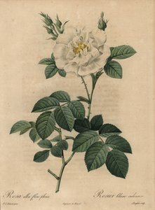 白玫瑰、白蔷薇、普通白玫瑰 作者 皮埃尔·约瑟夫·雷杜特