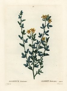 野生或黄色茉莉花、茉莉花。 由巴黎亨利·路易斯·杜哈梅尔·杜·蒙塞尔 (Henri Louis Duhamel du Moncel) 的皮埃尔·约瑟夫·雷杜特 (Pierre-Joseph Redoute) 绘制插图后，布列内小姐 (Miss Brenet) 的手绘点画版画 作者 皮埃尔·约瑟夫·雷杜特