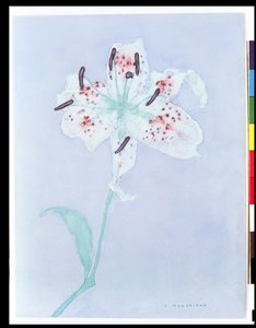 百合，1921年后（水彩和铅笔）。 作者 彼得·蒙德里安