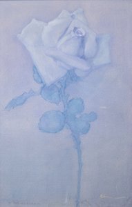 白玫瑰 作者 彼得·蒙德里安