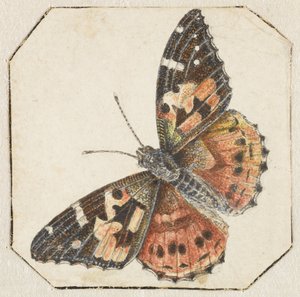 蓟蝴蝶（Vanessa cardui） 作者 彼得·巴比尔斯（可能）