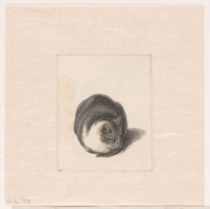 坐猫，从正面看
