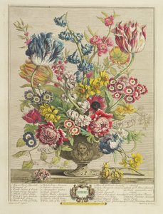 4月，来自“十二个月的花朵”，作者：Robert Furber（约167-4-1756），由Henry Fletcher（fl.c.1729）刻，1730年出版（color aquatint）（另见125934）