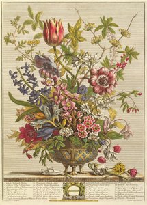 2月，由Robert Furber撰写的“十二个月的花朵”（c.1674-1756）由Henry Fletcher雕刻（彩色雕刻）