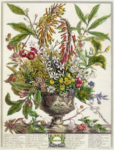 1月，来自“十二个月的花朵”，由罗伯特·弗伯（C.1674-1756）雕刻，由亨利·弗莱彻（彩色雕刻）