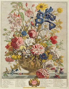 六月，由罗伯特·弗伯（约翰·弗莱彻饰）的“十二个月花”（c.1674-1756）由亨利·弗莱彻刻（彩色版画）