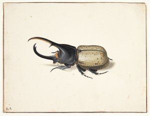大力士甲虫（dynastes hercules）