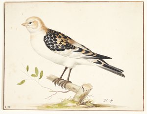 一只雪鹀（plectrophenax nivalis）