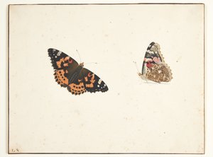 对一种时鸟（Vanessa cardui l.）的两项研究