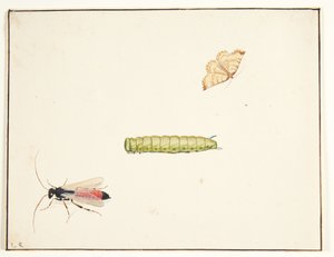 三项昆虫研究