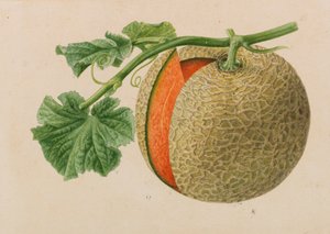 园艺和树艺出版物的原件，1878-1881年。 作者 彼得·约瑟夫·德·潘纳迈克