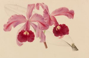 园艺和树艺出版物的原件，1878-1881年。 作者 彼得·约瑟夫·德·潘纳迈克