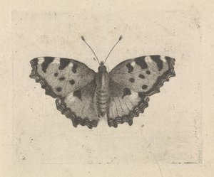 蝴蝶 作者 彼得·莱昂内特