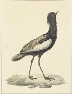 捕虫蝇（Eupodotis bengalensis / Houbaropsis bengalensis)