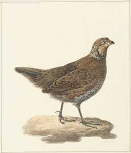 山鹑（Colinus virginianus）