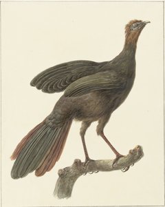 紫槟榔（Penelope purpurascens）