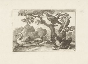 鸡与小鸡和其他鸟类
各种鸟类（系列名称）
Diversarum avium perfectissimae figurae (...) （系列标题） 作者 弗朗西斯·巴洛