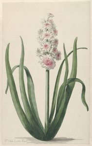 风信子花