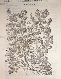 锥状灌木（Capparis spinosa），Pier Andrea Mattioli的雕刻作品 作者 彼得罗·安德里亚·马蒂奥利（Pietro Andrea Mattioli）