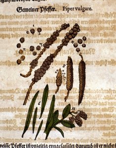 普通辣椒。 雕刻 - 在“” Kreutterbuch Dess 高度博学和知名的 D. Petri Andreae Matthioli 先生“” Pietro Andrea Mattioli (Matthiole) (1500-1577)。 法兰克福 作者 彼得罗·安德里亚·马蒂奥利（Pietro Andrea Mattioli）
