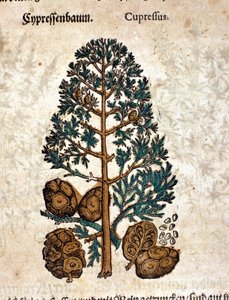 丝锥。 雕刻 - 在“” Kreutterbuch Dess 高度博学和知名的 D. Petri Andreae Matthioli 先生“” Pietro Andrea Mattioli (Matthiole) (1500-1577)。 法兰克福 作者 彼得罗·安德里亚·马蒂奥利（Pietro Andrea Mattioli）
