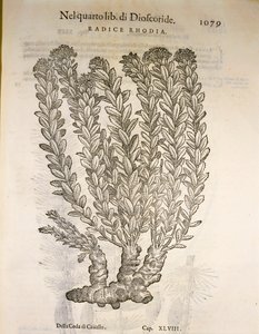 金根或红景天（Rhodiola rosea），Pier Andrea Mattioli的雕刻作品。 作者 彼得罗·安德里亚·马蒂奥利（Pietro Andrea Mattioli）