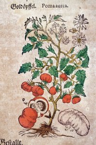 标本馆：代表番茄植物（Caulis floridus）的植物学planoma aureache。雕刻在 "Kreutterbuch Des Hochgelehrten unnd weitberuhmten Herrn D. Petri Andreae Matthioli"" 作者：Pietro Andrea Mattioli (Matthiole)