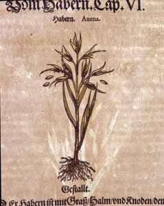 植物标本室：燕麦。 雕刻 - 在“” Kreutterbuch Dess 高度博学和知名的 D. Petri Andreae Matthioli 先生“” Pietro Andrea Mattioli (Matthiole 作者 彼得罗·安德里亚·马蒂奥利（Pietro Andrea Mattioli）