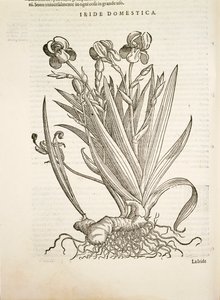 鸢尾花（Iride domestica），Pier Andrea Mattioli的雕刻作品