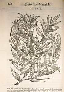 月桂（Laurus），Pier Andrea Mattioli的雕刻作品