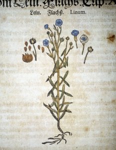 Lin 或 Linum - 在“Herbarium Mattioli”中。 作者 彼得罗·安德里亚·马蒂奥利（Pietro Andrea Mattioli）