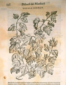 白杨树（Populus），Pier Andrea Mattioli的雕刻作品