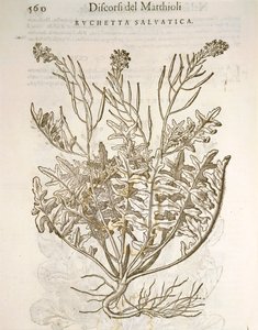 火箭或芝麻菜（Eruca sativa），Pier Andrea Mattioli的雕刻作品