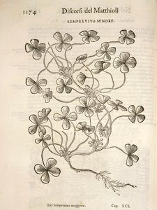 Sempervivum（Semprevivo minore），Pier Andrea Mattioli的雕刻作品 作者 彼得罗·安德里亚·马蒂奥利（Pietro Andrea Mattioli）