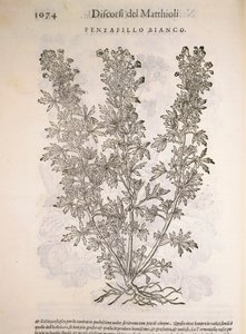 银草（Potentilla alba），Pier Andrea Mattioli的雕刻作品 作者 彼得罗·安德里亚·马蒂奥利（Pietro Andrea Mattioli）
