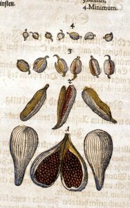 豆蔻。 雕刻 - 在“” Kreutterbuch Dess 高度博学和知名的 D. Petri Andreae Matthioli 先生“” Pietro Andrea Mattioli (Matthiole) (1500-1577)。 法兰克福 作者 彼得罗·安德里亚·马蒂奥利（Pietro Andrea Mattioli）