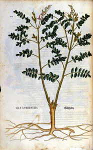 甘草。 雕刻 - 在“” Kreutterbuch Dess 高度博学和知名的 D. Petri Andreae Matthioli 先生“” Pietro Andrea Mattioli (Matthiole) (1500-1577)。 法兰克福 作者 彼得罗·安德里亚·马蒂奥利（Pietro Andrea Mattioli）