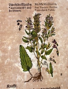 香膏。 雕刻 - 在“” Kreutterbuch Dess 高度博学和知名的 D. Petri Andreae Matthioli 先生“” Pietro Andrea Mattioli (Matthiole) (1500-1577)。 法兰克福 作者 彼得罗·安德里亚·马蒂奥利（Pietro Andrea Mattioli）