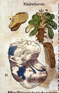 大黄。 雕刻 - 在“” Kreutterbuch Dess 高度博学和知名的 D. Petri Andreae Matthioli 先生“” Pietro Andrea Mattioli (Matthiole) (1500-1577)。 法兰克福 作者 彼得罗·安德里亚·马蒂奥利（Pietro Andrea Mattioli）
