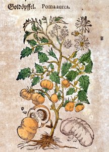 番茄。 雕刻 - 在“” Kreutterbuch Dess 高度博学和知名的 D. Petri Andreae Matthioli 先生“” Pietro Andrea Mattioli (Matthiole) (1500-1577)。 法兰克福