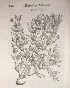 真桃金娘（Myrtus communis），Pier Andrea Mattioli的雕刻作品
