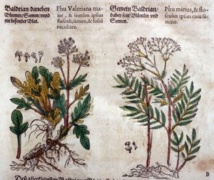缬草：两个物种及植物描述 作者 彼得罗·安德里亚·马蒂奥利（Pietro Andrea Mattioli）