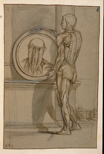 Hunter 653板XVI，解剖图，c.1610（铅笔和粉笔在纸上） 作者 Pietro da Cortona