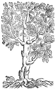 XII 关于农耕和有序农场或庄园的完美耕作的书籍 作者 Pietro de'Crescenzi