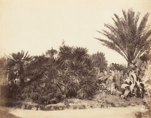 平西亚花园，罗马，1853-56。 作者 可能由 Jane Martha St. John 撰写。