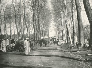 阿拉伯集市和市场，阿尔及利亚布法里克，1895年。